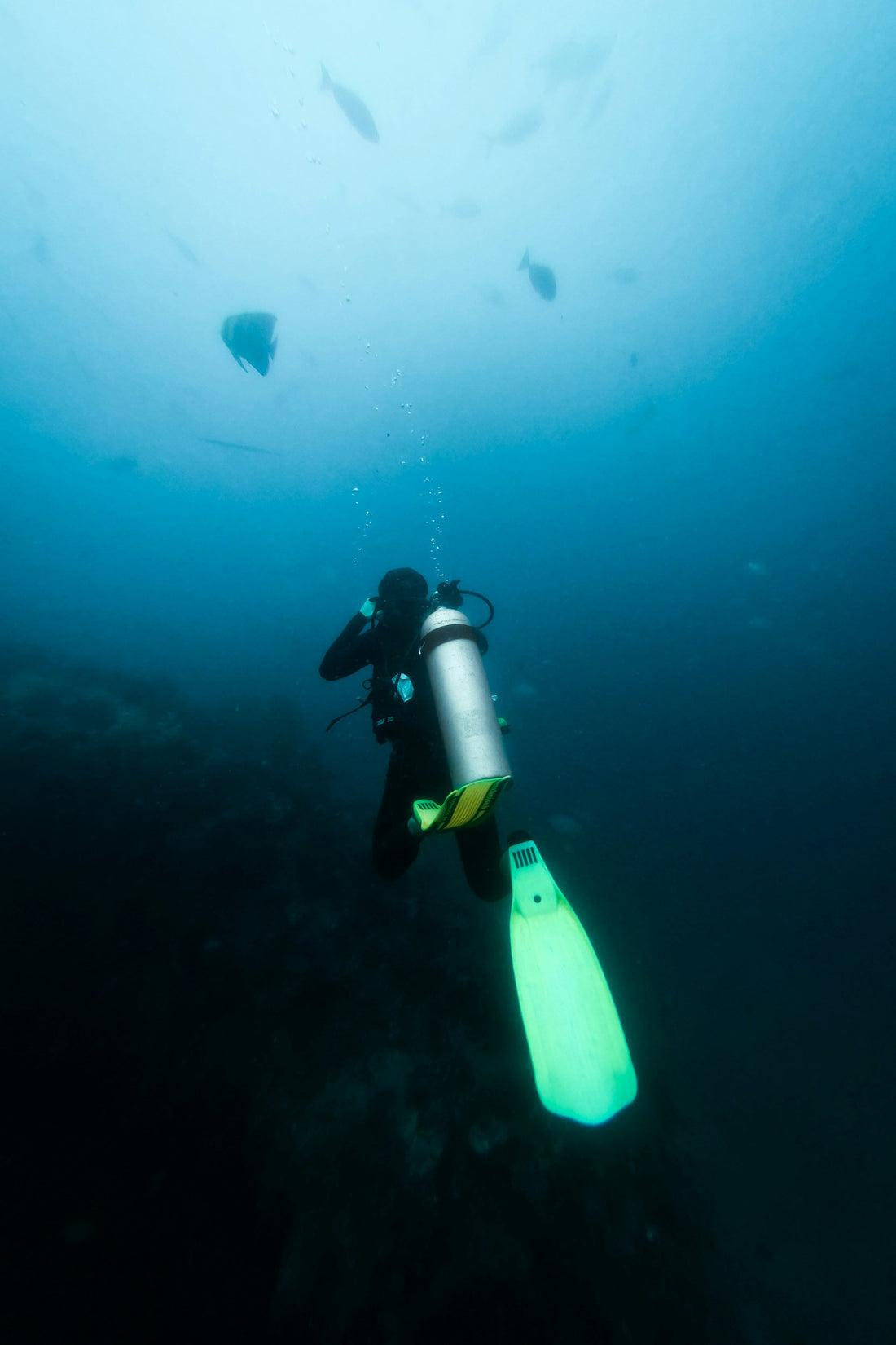 Get to know a Freediver with Krista