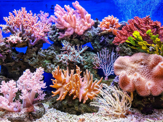 Your Guides To Reef Safe Hair Care to Protect your Mermaid Locks