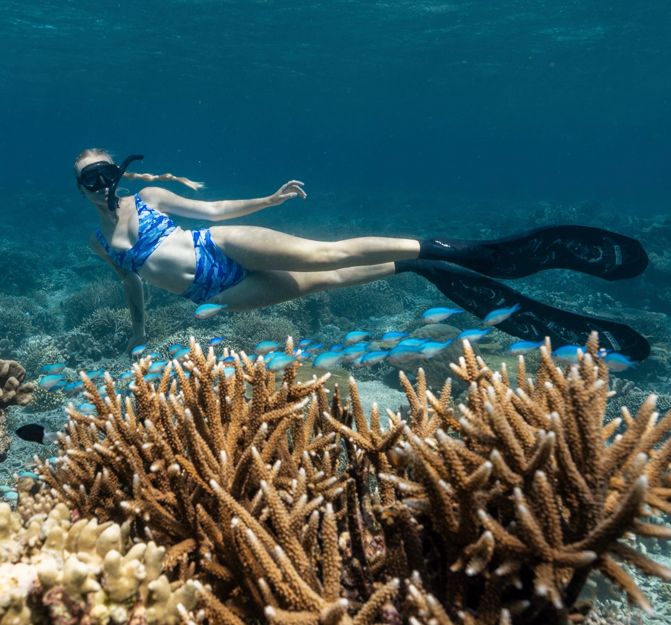 jamie wearing the sour gummy whale shark high waisted bikini free diving a coral reef 